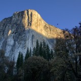 El-Capitan-Bird