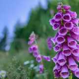 Foxglove
