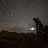 Gold-Butte-Joshua-Tree