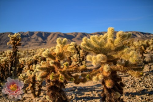 Joshua-Tree-Forest.jpg