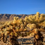 Joshua-Tree-Forest