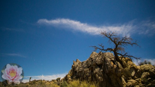 Joshua-Tree-Juniper-Cloud.jpg