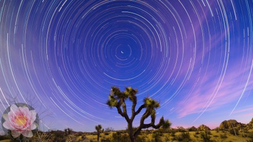 Joshua-Tree-Startrail.jpg