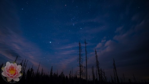 Mt-Adams-Forest-Orion.jpg