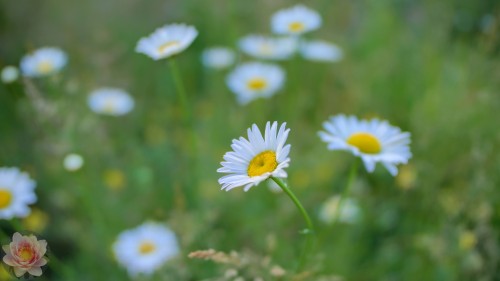 Oxeye-Daisy.jpg