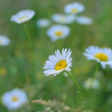 Oxeye-Daisy