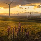 Windy-Flats-by-Maryhill